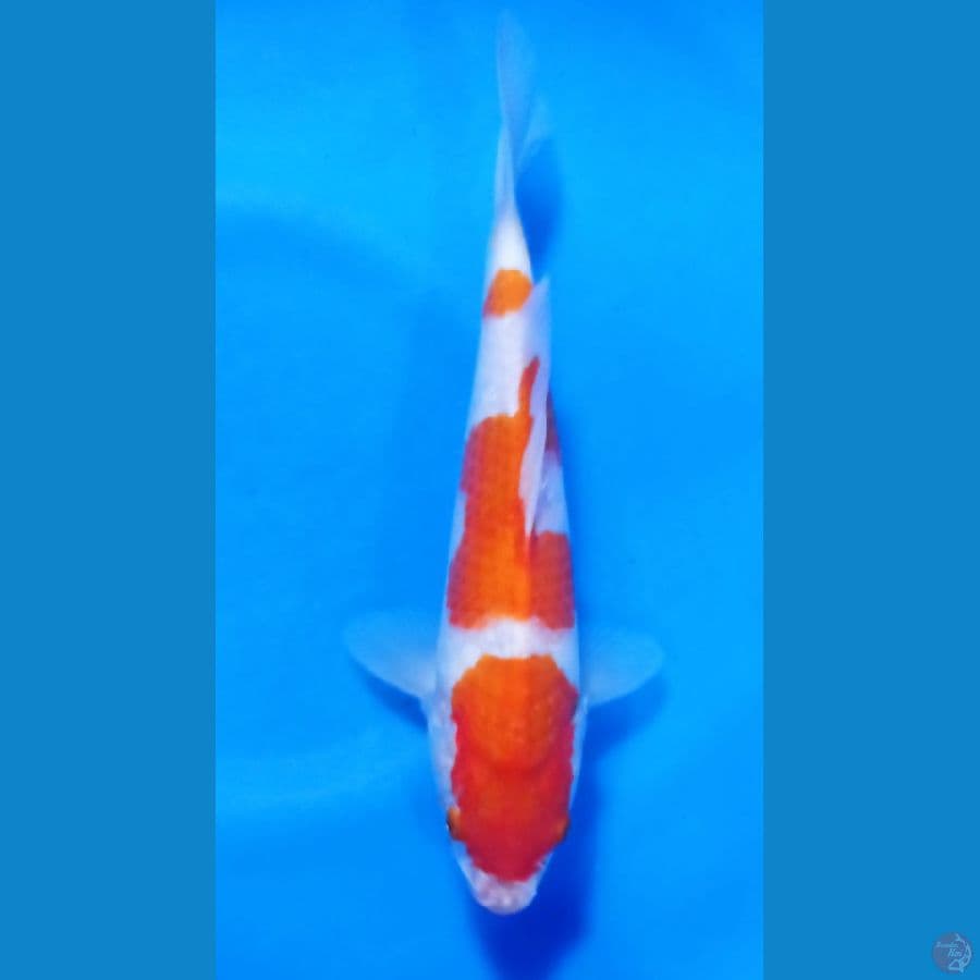 kohaku 25cm