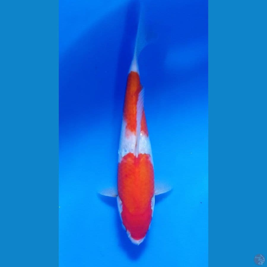 kohaku 25cm