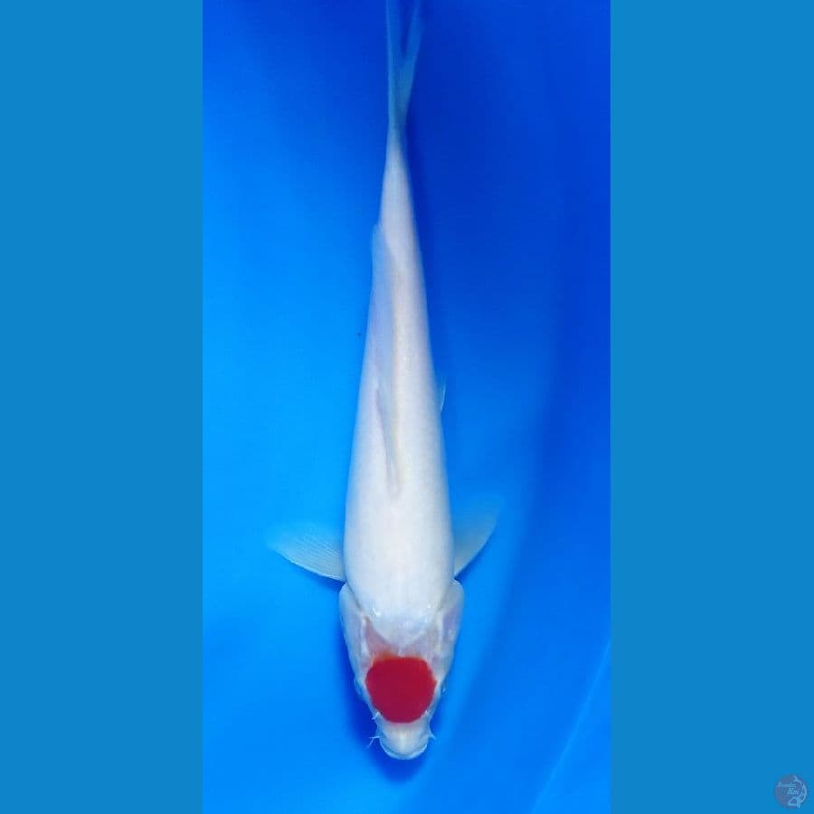 tanco kohaku 25 cm