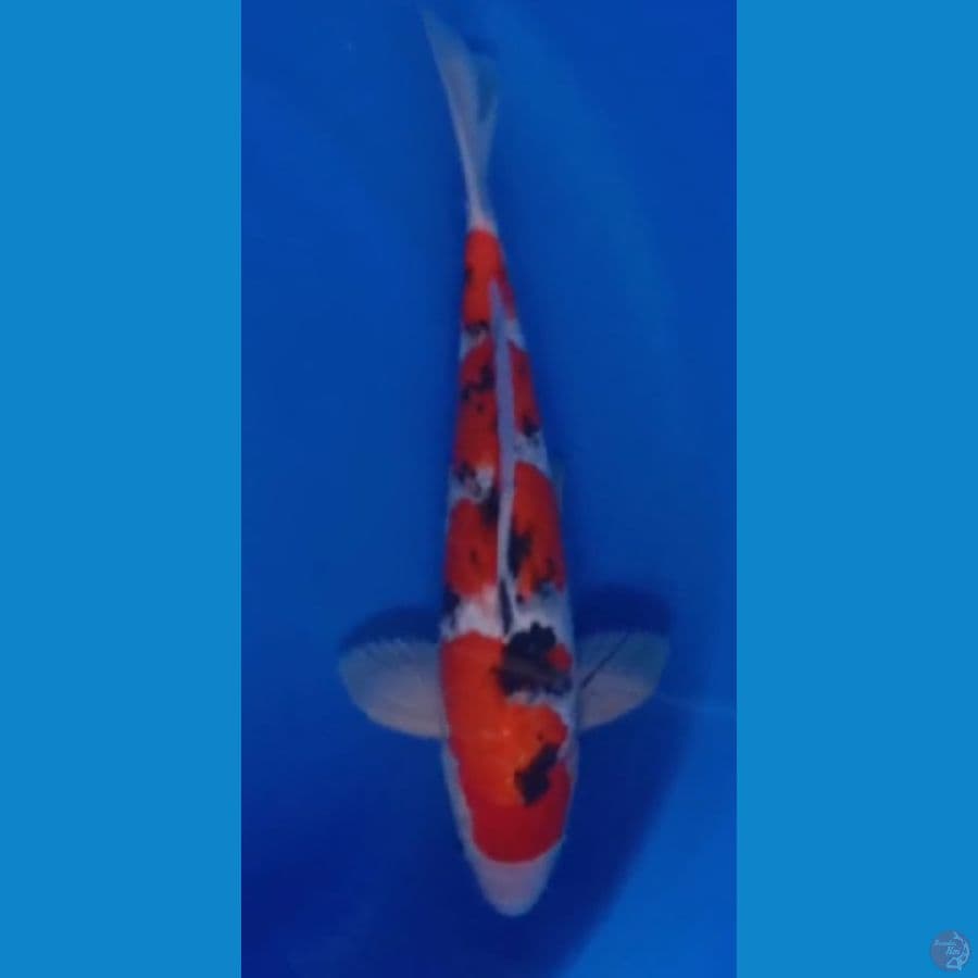 sanke 36cm