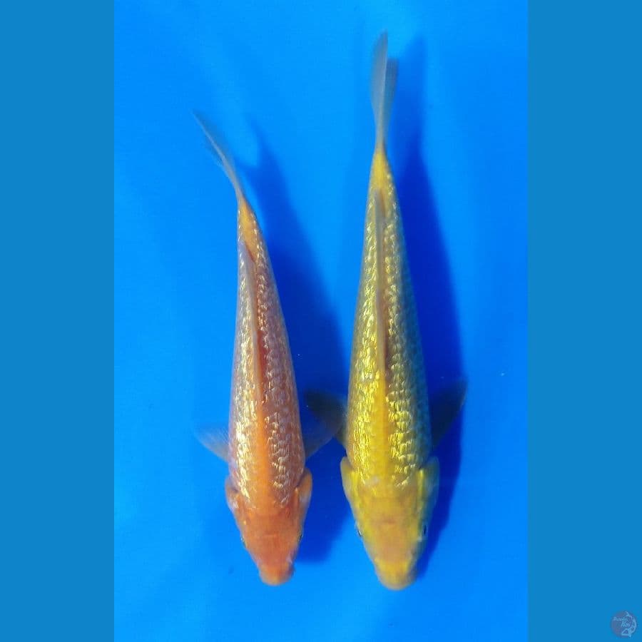 KARASI GINRIN 25,27cm