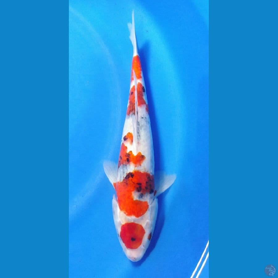 SHOWA 34 CM