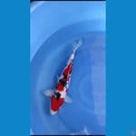 Sanke, Male , 35 cm 