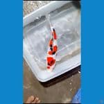 Sanke Ginrin 30 cm female