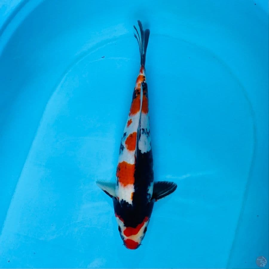 showa M 33cm