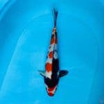 showa M 33cm