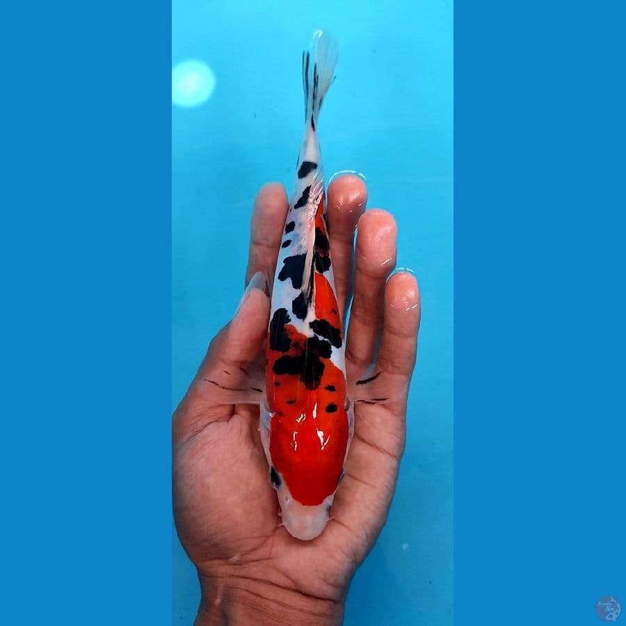 doitsu sanke murni 20 cm