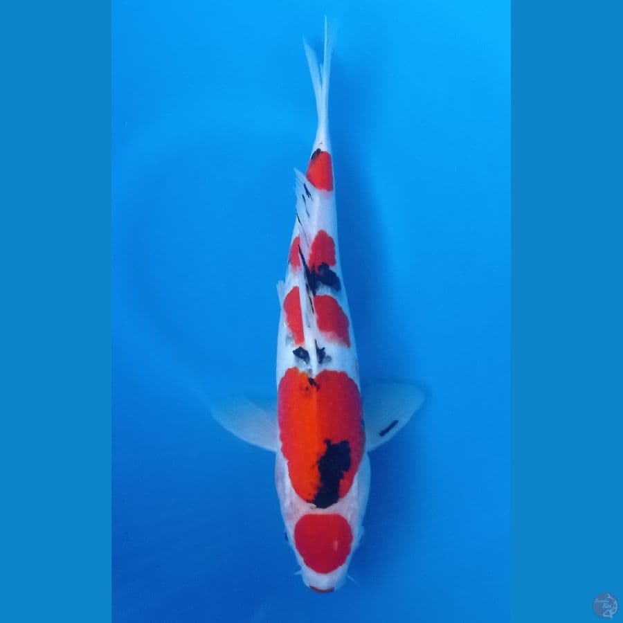 kuro gosiki 29cm