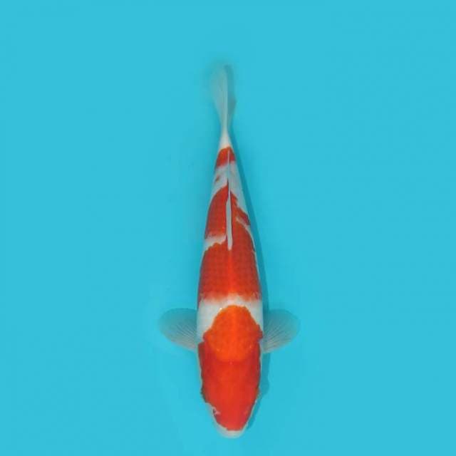KOHAKU 28 CM