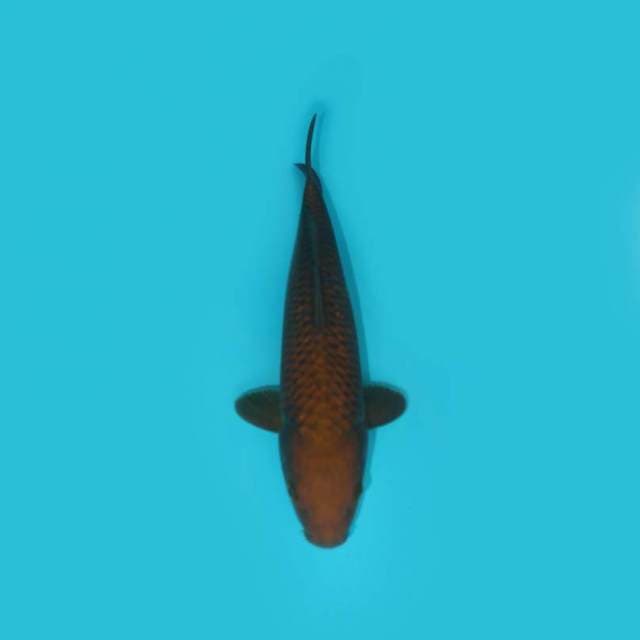 CHAGOI TEMBAGA 26 CM