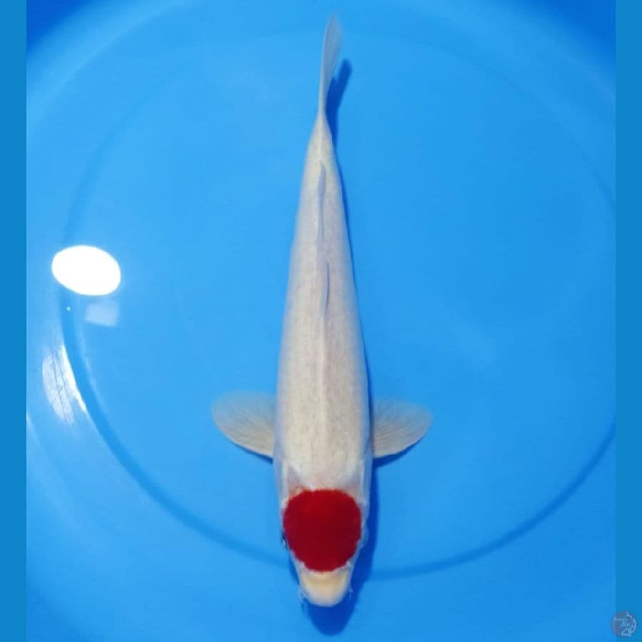Tancho Khohaku 40cm