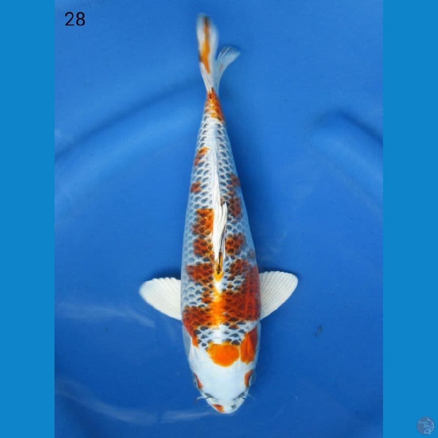 28cm - Kujaku
