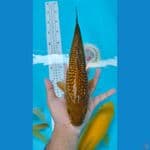 Chagoi tembaga ginrin 34 cm