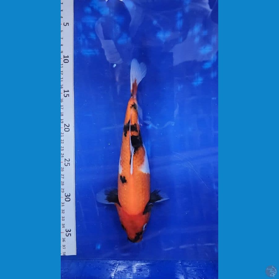 25cm showa motogoro