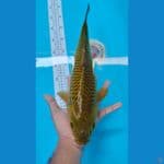 Midori 38 Cm