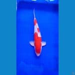 Kohaku HIGH QUALITY 39cm MALE