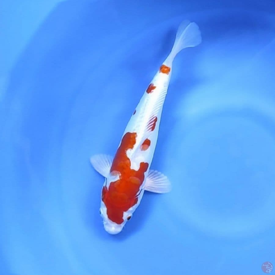 IKUSHUI # 29CM- F