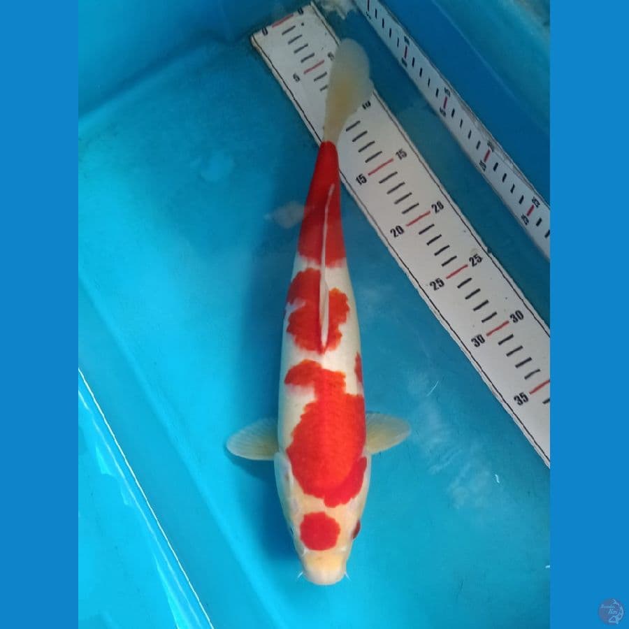 Kohaku Maruten