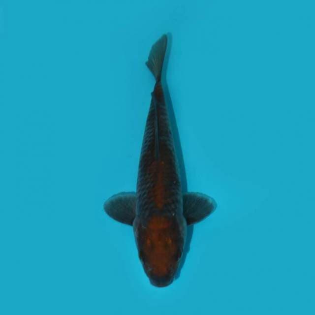 OCHIBA 22 CM