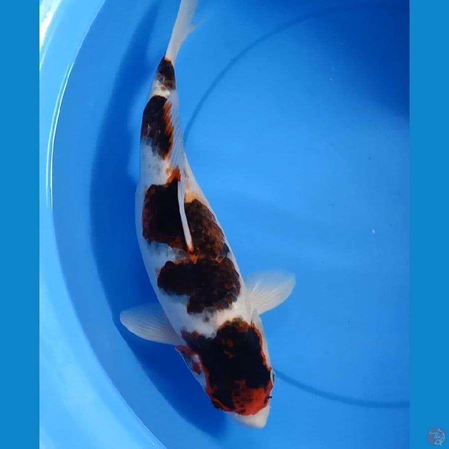 Goromo -+45cm