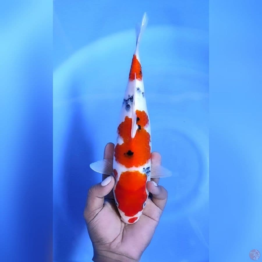 KUCIBENI SANKE # 30CM - F