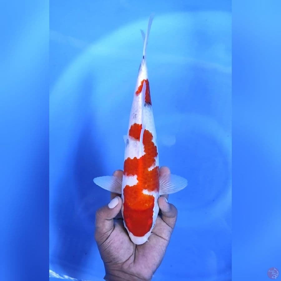 SANKE # 32CM - M