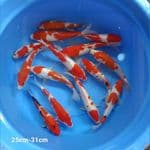 mix koi 25cm-31cm