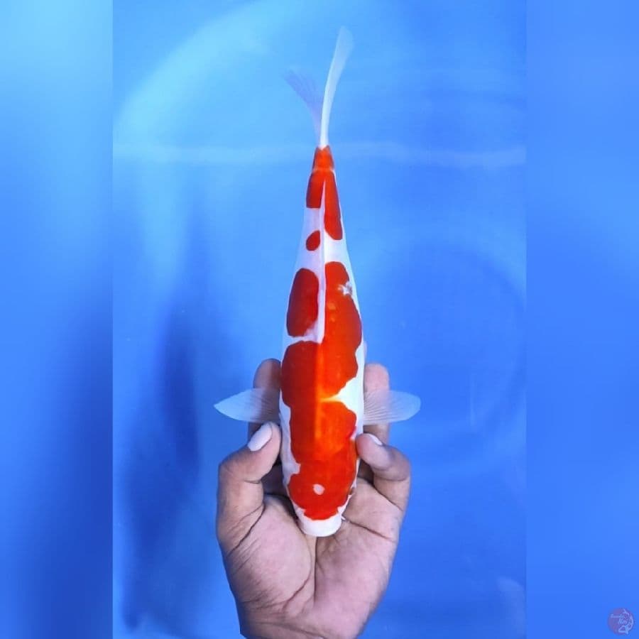 DOITSU MURNI KOHAKU # 28CM - F