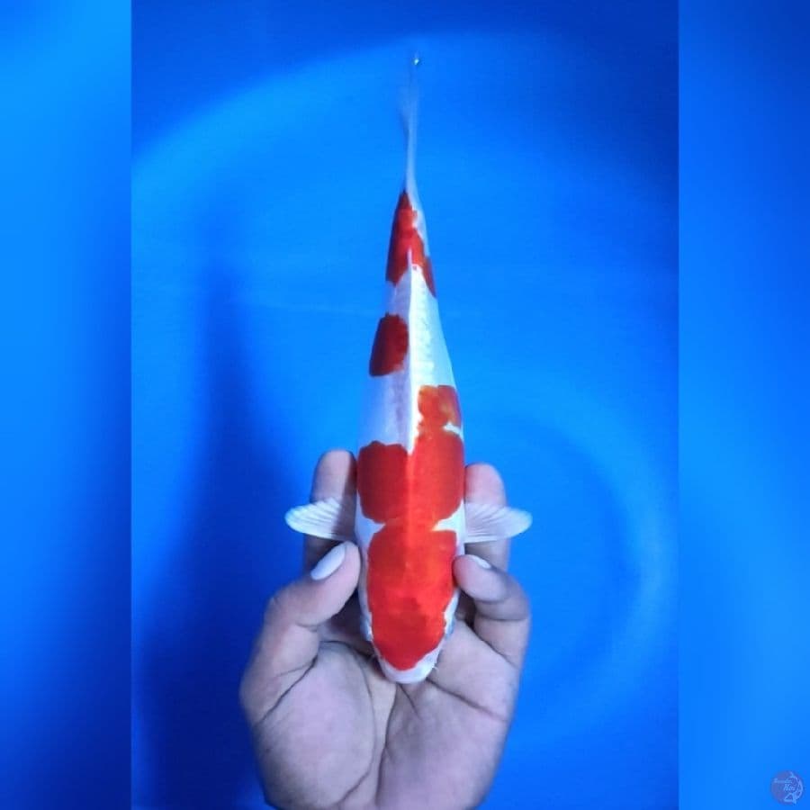 KOHAKU HIKARI # 24CM - F