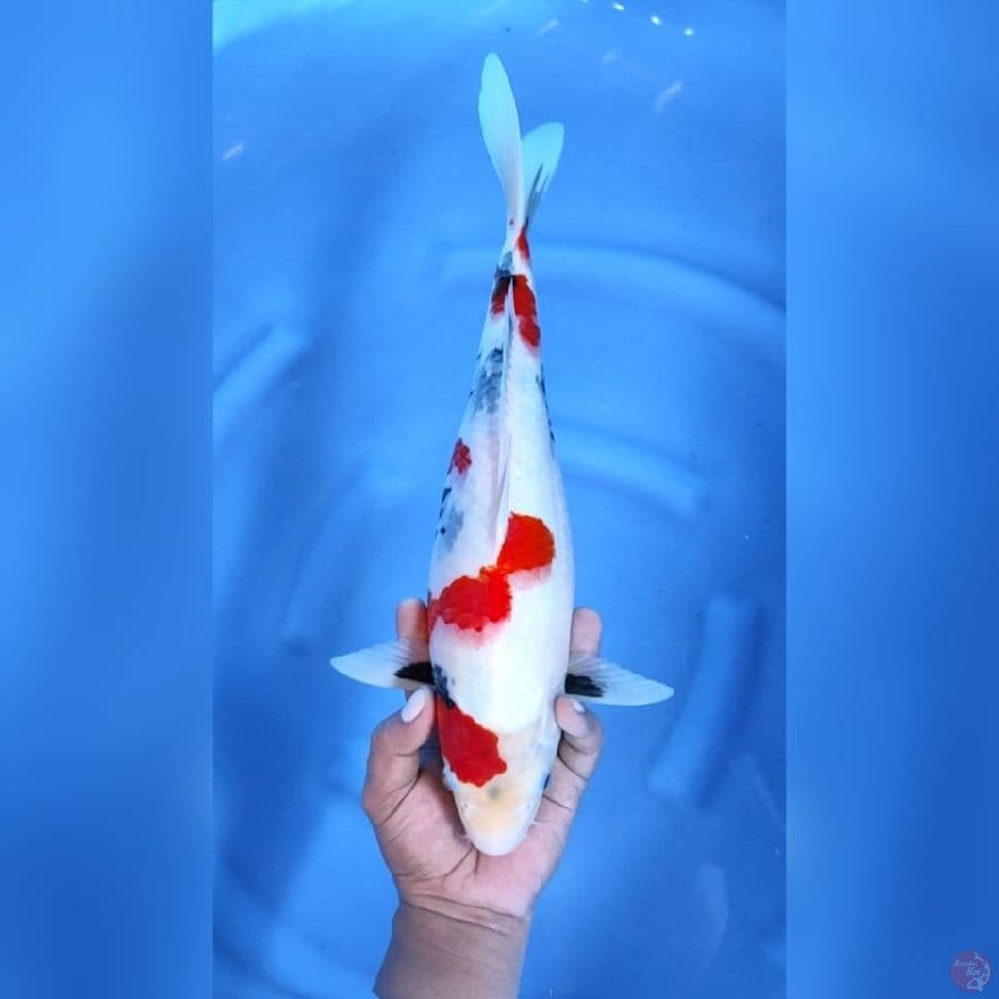 KINDAI SHOWA MOTOGORO # 39CM - F