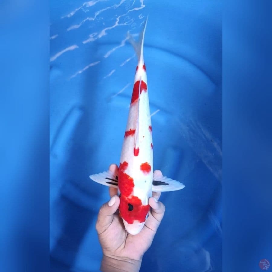 SHOWA TATEGOI # 37CM - M