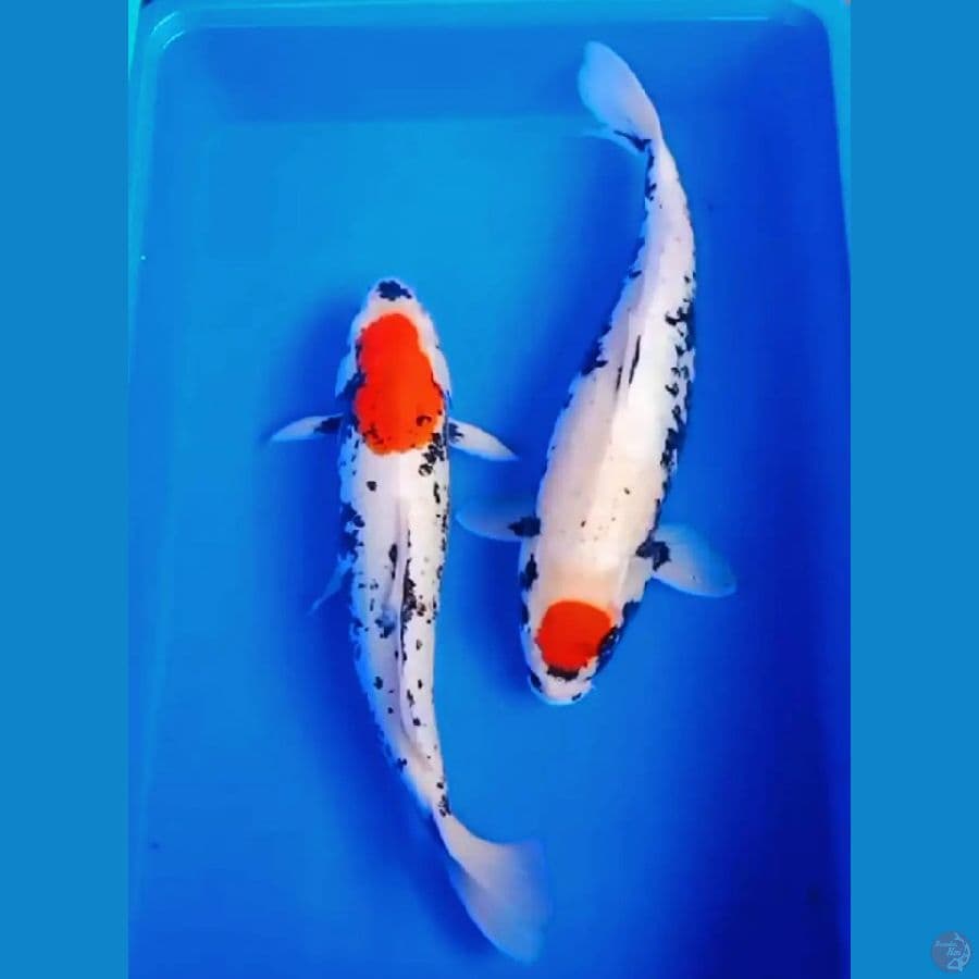 benimatsukawabake jantan betina 40-42cm