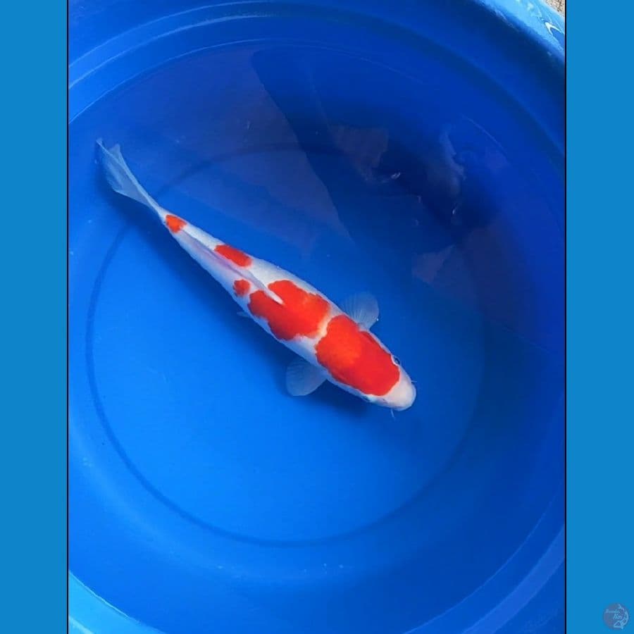 kohaku 34 cm