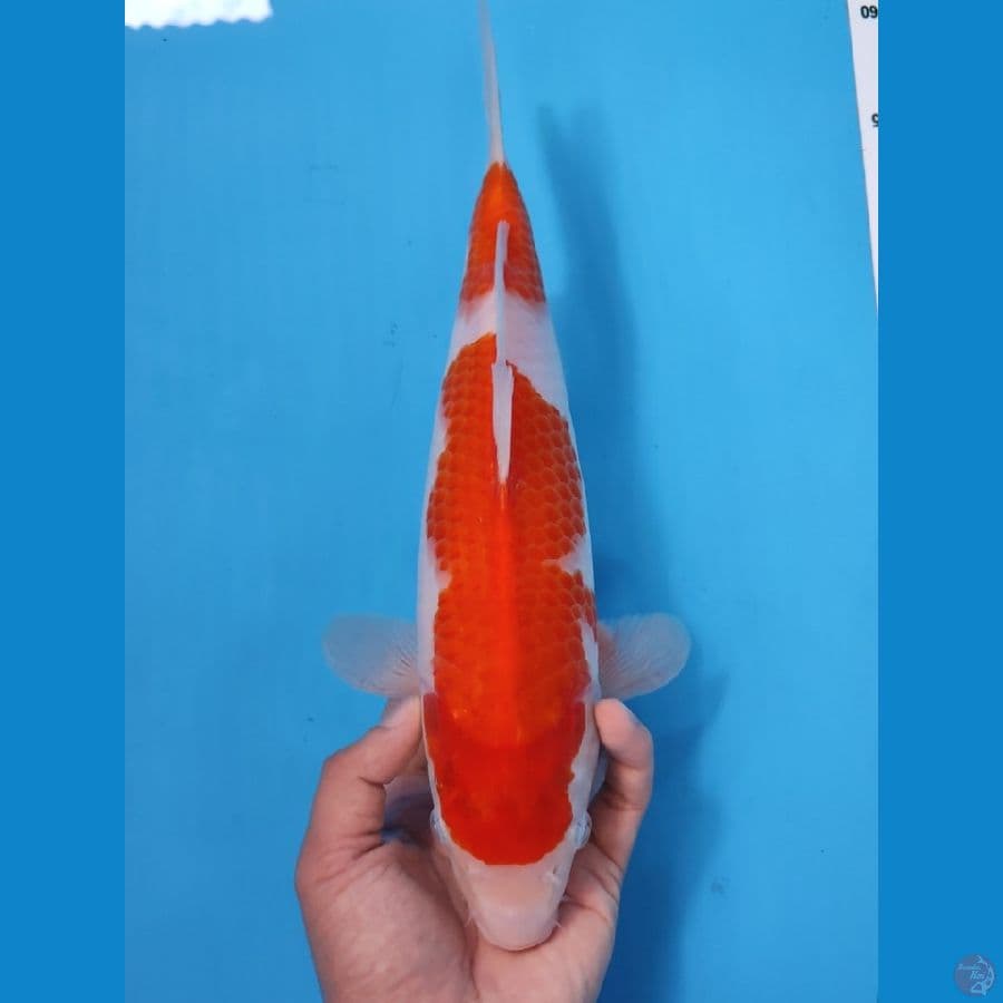 KOHAKU ORIGINAL 32CM - FEEMALE 