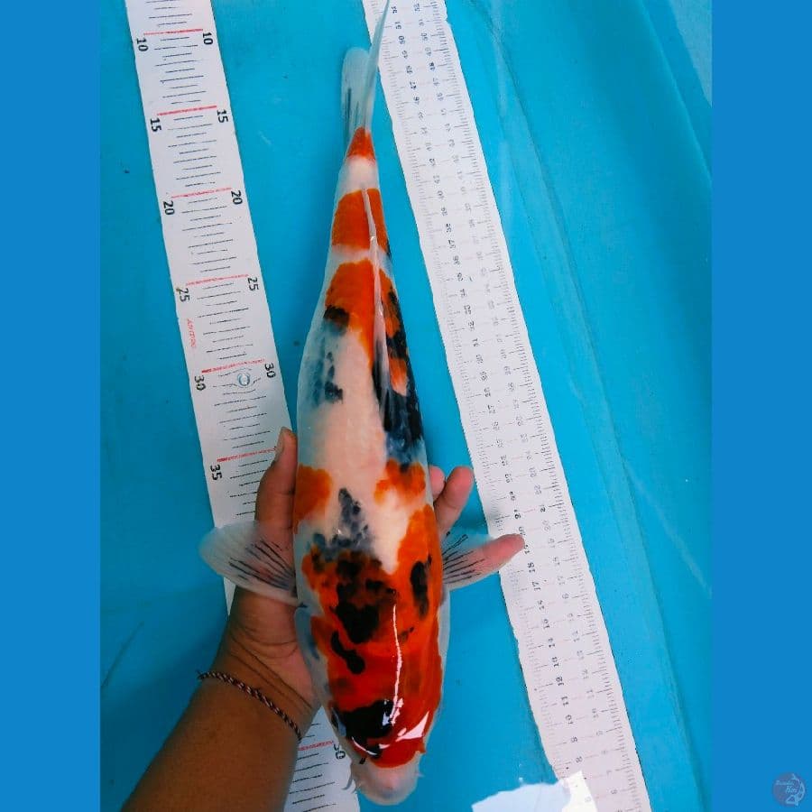 showa 39cm