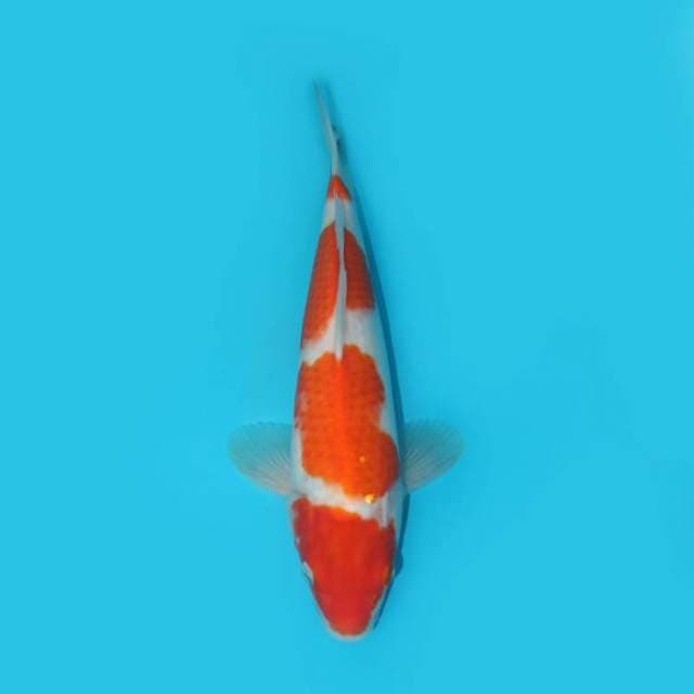KOHAKU 27 CM