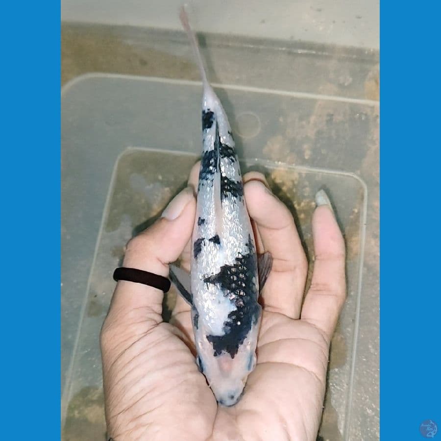 SQ Shiro ginrin 18 cm
