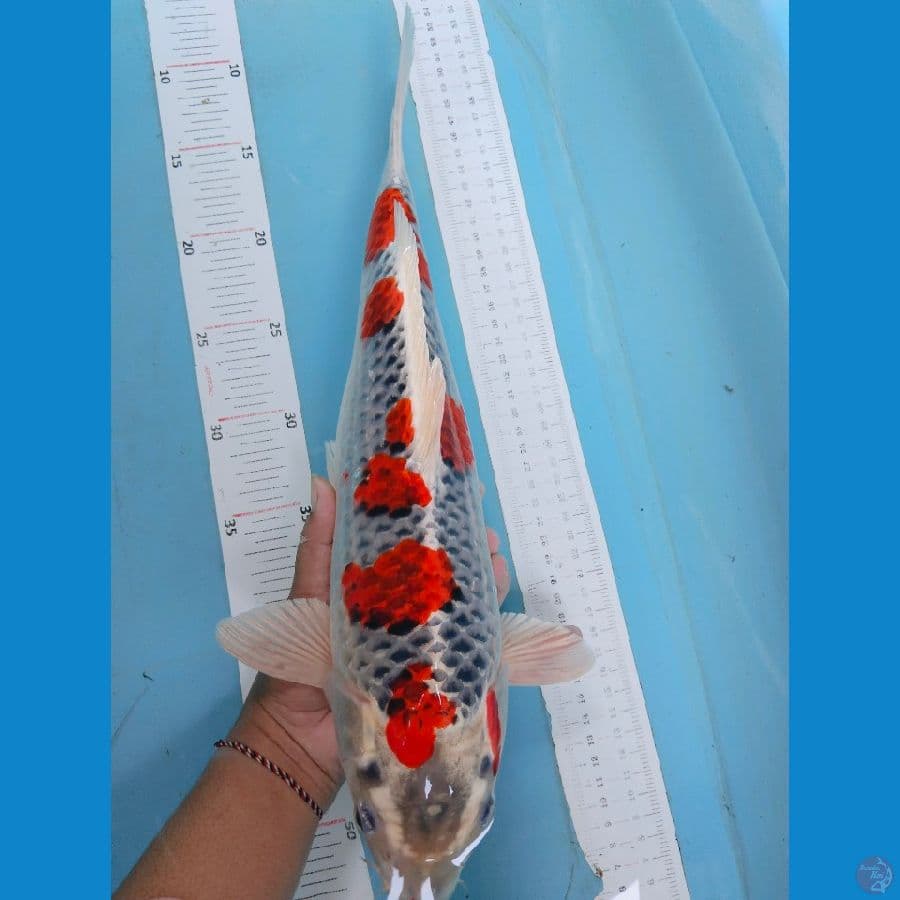 Goshiki 41cm
