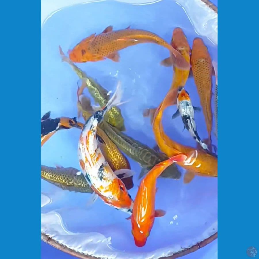 paket hemat 15-25 cm