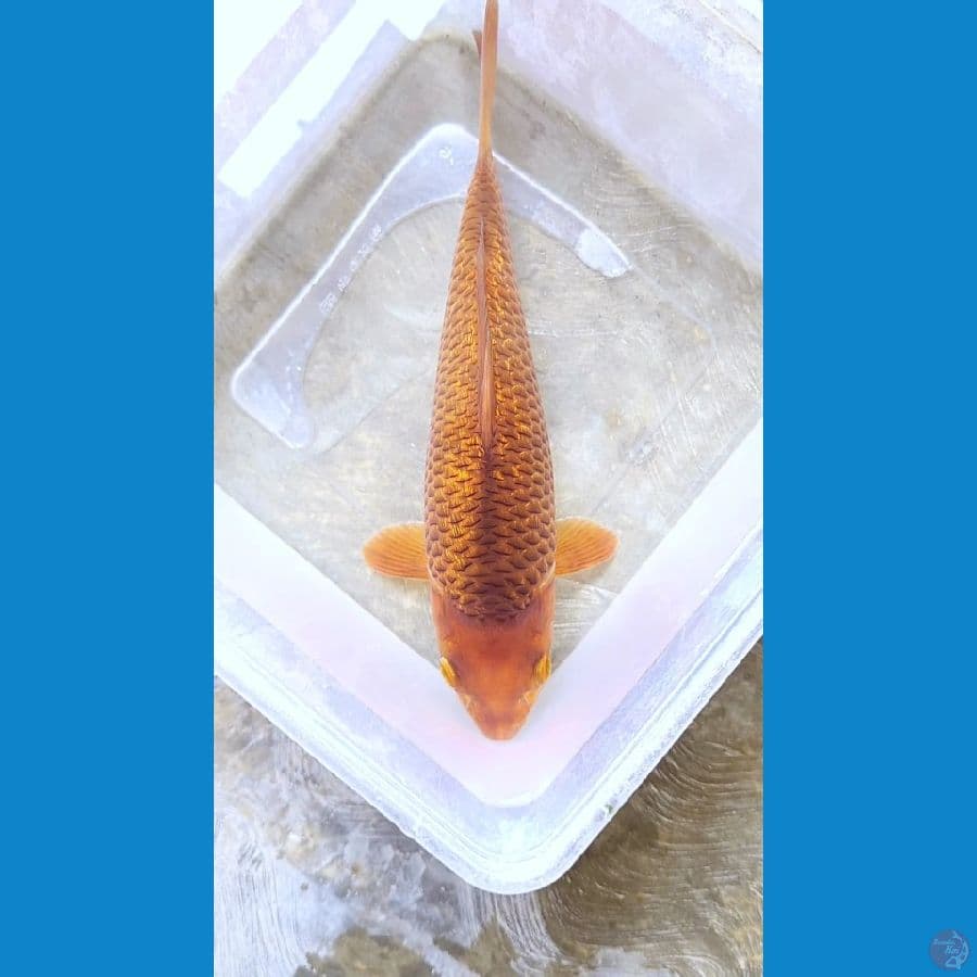 caramel ginrin SQ