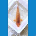 caramel ginrin SQ