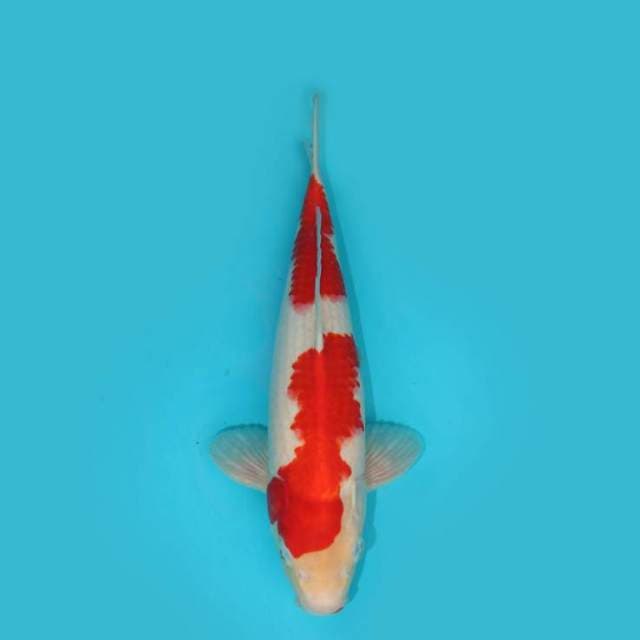 KOHAKU 36 CM