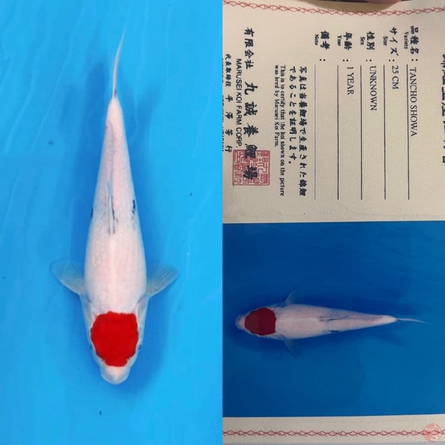 marusei tancho showa male 28cm 