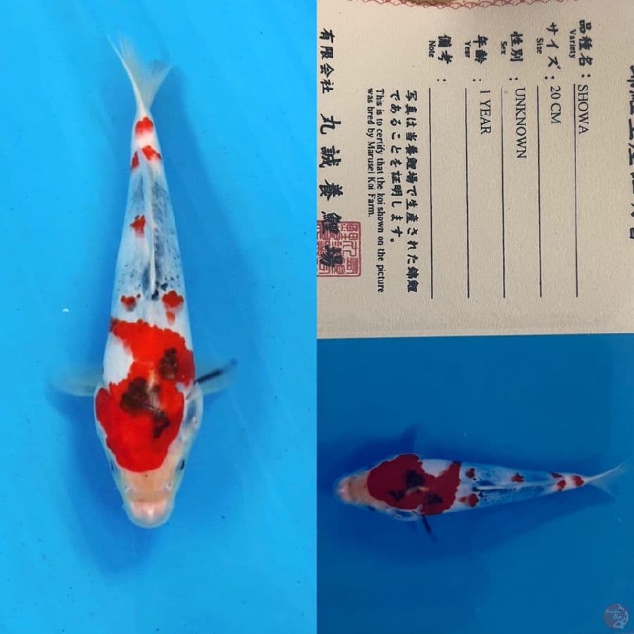marusei showa 25cm 