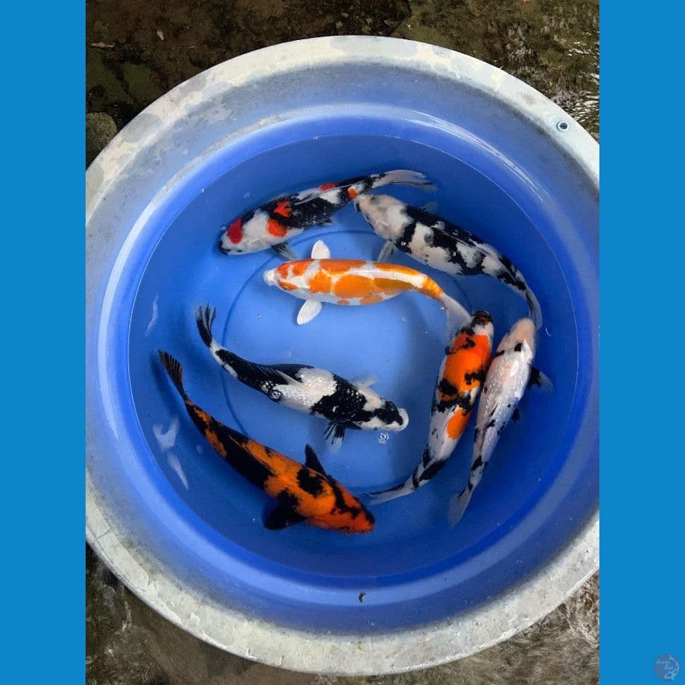 mix 30-45cm