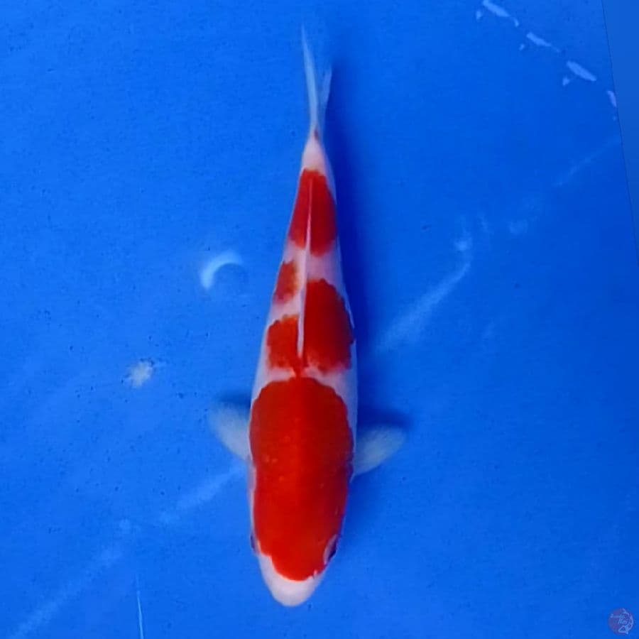 KOHAKU M17