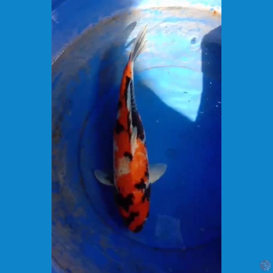 Showa F45cm