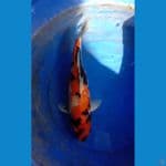Showa F45cm