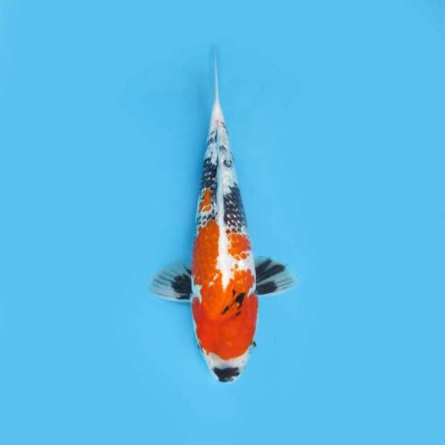 YG_SHOWA GINRIN_31 CM