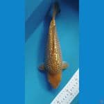 CARAMEL GINRIN 29CM Male PUNUK Bred Madina aziz